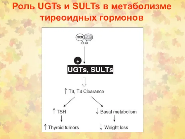 Роль UGTs и SULTs в метаболизме тиреоидных гормонов