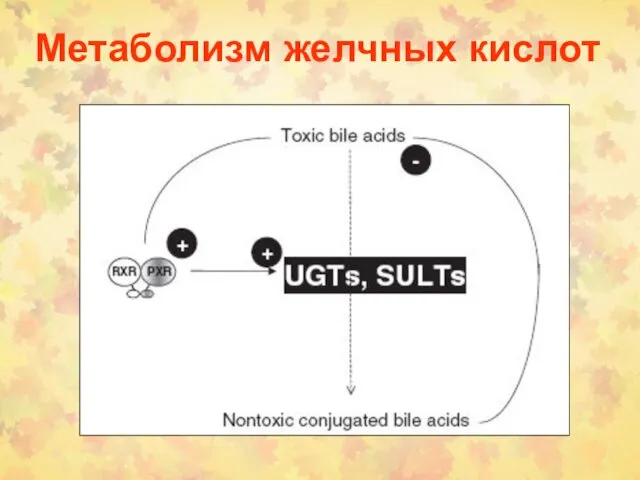 Метаболизм желчных кислот