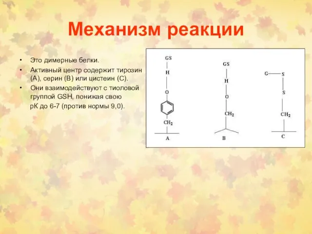 Механизм реакции Это димерные белки. Активный центр содержит тирозин(A), серин