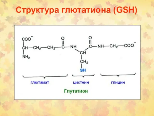 Структура глютатиона (GSH)