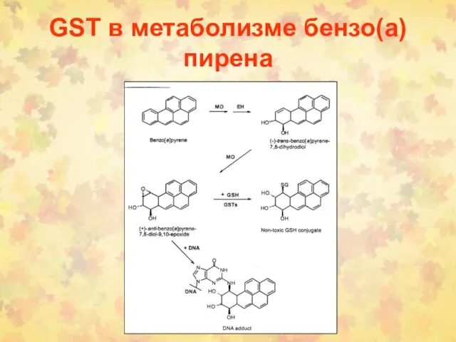 GSТ в метаболизме бензо(а)пирена