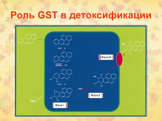 Роль GST в детоксификации