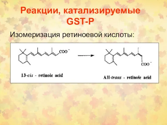 Реакции, катализируемые GST-P Изомеризация ретиноевой кислоты: