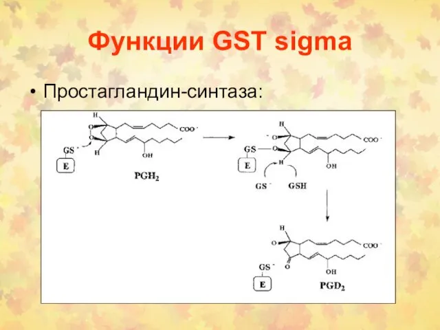 Функции GST sigma Простагландин-синтаза: