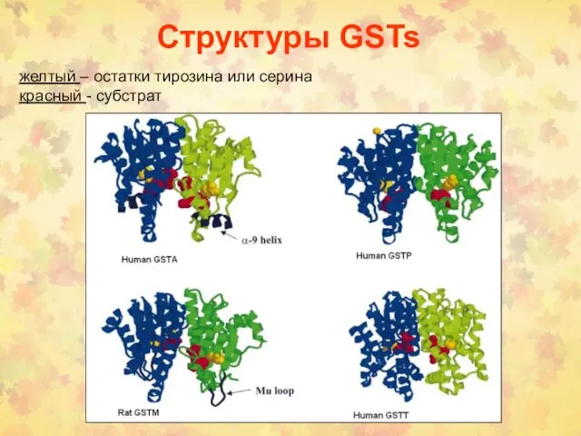 Структуры GSTs желтый – остатки тирозина или серина красный - субстрат