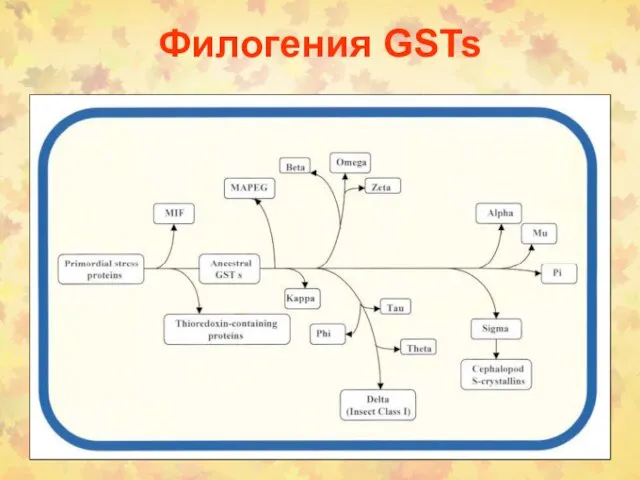 Филогения GSTs