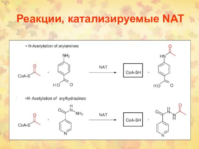 Реакции, катализируемые NAT