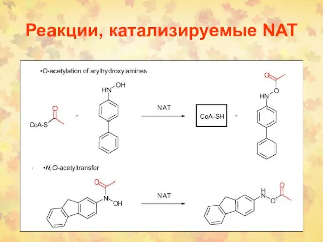 Реакции, катализируемые NAT