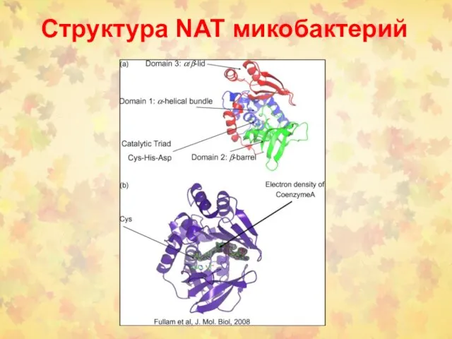 Структура NAT микобактерий