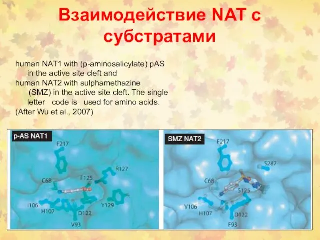Взаимодействие NAT с субстратами human NAT1 with (p-aminosalicylate) pAS in