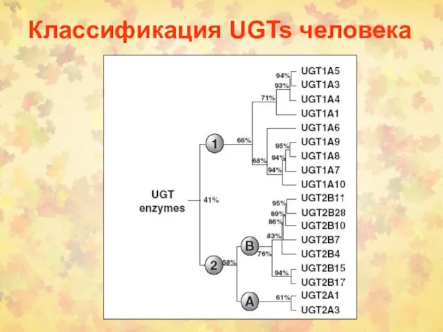 Классификация UGTs человека