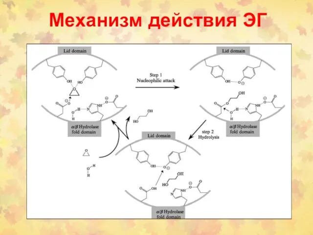 Механизм действия ЭГ