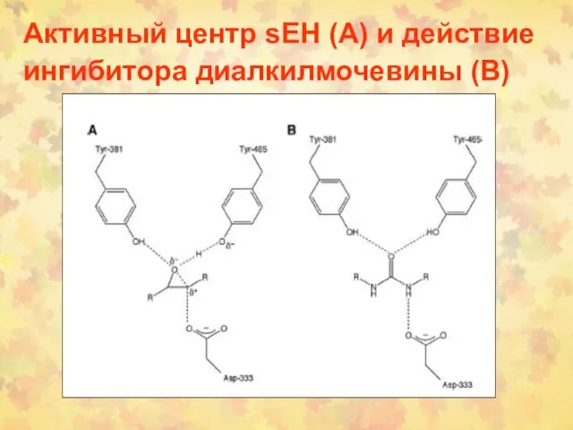 Активный центр sEH (А) и действие ингибитора диалкилмочевины (В)