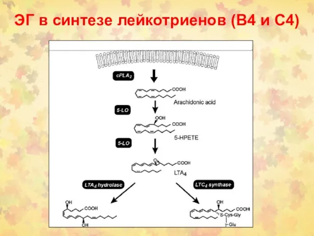 ЭГ в синтезе лейкотриенов (В4 и С4)