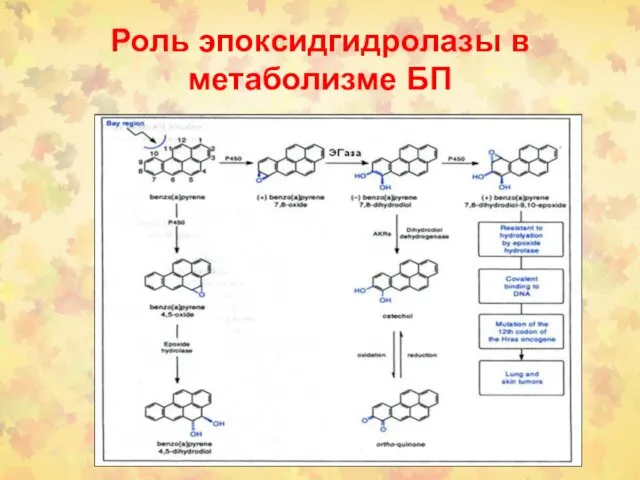 Роль эпоксидгидролазы в метаболизме БП