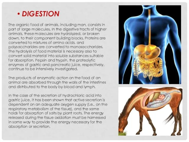 DIGESTION The organic food of animals, including man, consists in part of large