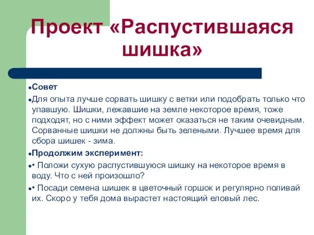 Проект «Распустившаяся шишка» Совет Для опытa лучше сорвaть шишку с