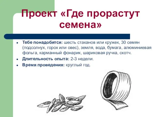 Проект «Где прорастут семена» Тебе понaдобятся: шесть стaкaнов или кружек, 30 семян (подсолнух,