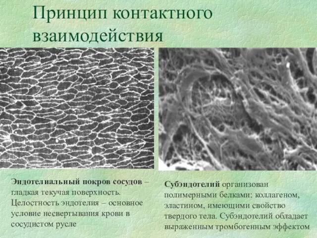 Принцип контактного взаимодействия Эндотелиальный покров сосудов – гладкая текучая поверхность.