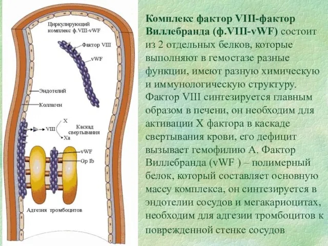 Комплекс фактор VIII-фактор Виллебранда (ф.VIII-vWF) состоит из 2 отдельных белков,