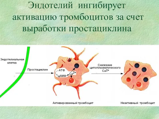Эндотелий ингибирует активацию тромбоцитов за счет выработки простациклина