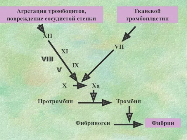 Агрегация тромбоцитов, повреждение сосудистой стенки Тканевой тромбопластин XII XI IX
