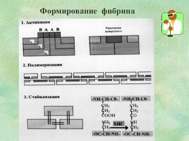 Формирование фибрина