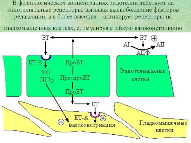 В физиологических концентрациях эндотелин действует на эндотелиальные рецепторы, вызывая высвобождение