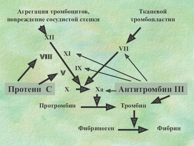 Агрегация тромбоцитов, повреждение сосудистой стенки Тканевой тромбопластин XII XI IX