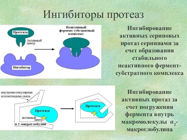 Ингибиторы протеаз Ингибирование активных сериновых протаз серпинами за счет образования