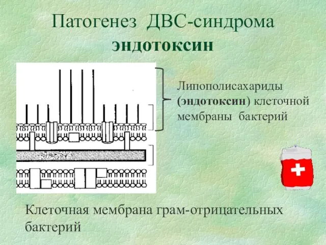 Патогенез ДВС-синдрома эндотоксин Липополисахариды (эндотоксин) клеточной мембраны бактерий Клеточная мембрана грам-отрицательных бактерий