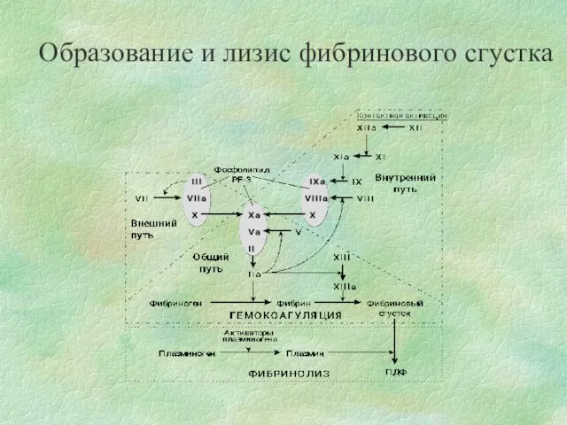 Образование и лизис фибринового сгустка