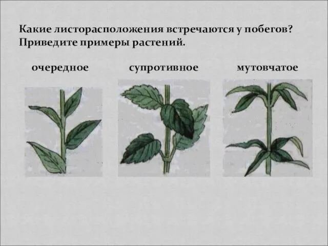 Какие листорасположения встречаются у побегов? Приведите примеры растений. очередное супротивное мутовчатое