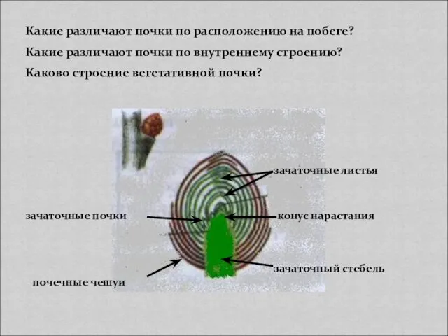 Какие различают почки по расположению на побеге? Какие различают почки