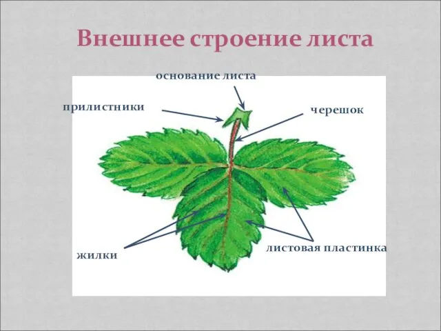 Внешнее строение листа черешок листовая пластинка основание листа прилистники жилки