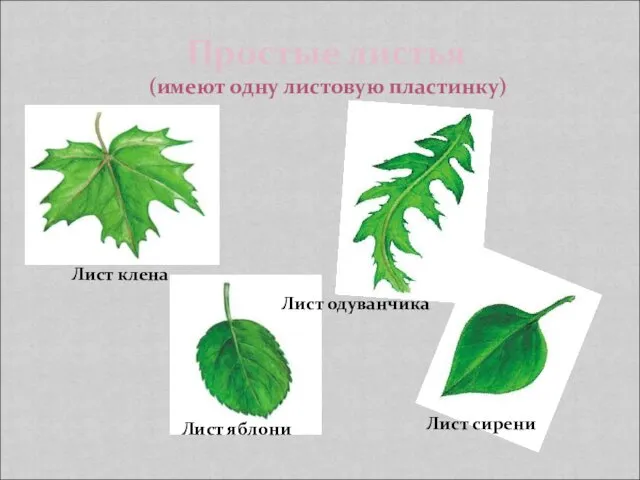 Простые листья (имеют одну листовую пластинку) Лист клена Лист одуванчика Лист яблони Лист сирени