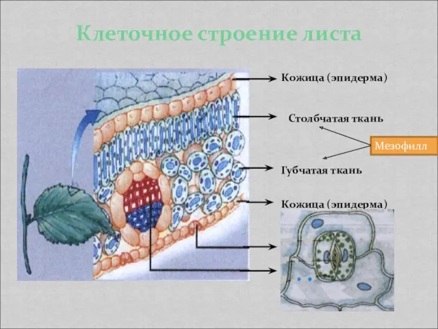 Клеточное строение листа Кожица (эпидерма) Столбчатая ткань Губчатая ткань Кожица (эпидерма) Устьице Жилка Мезофилл