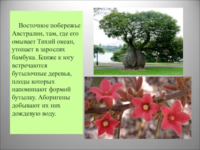 Восточное побережье Австралии, там, где его омывает Тихий океан, утопает