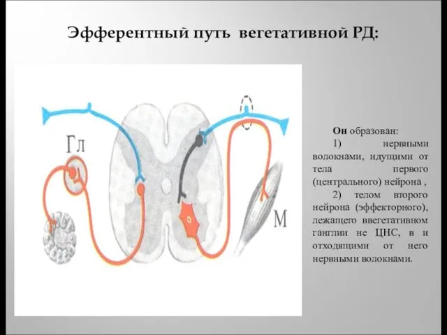 Эфферентный путь вегетативной РД: Он образован: 1) нервными волокнами, идущими от тела первого