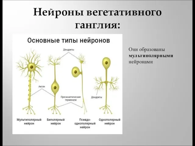 Нейроны вегетативного ганглия: Они образованы мультиполярными нейронами