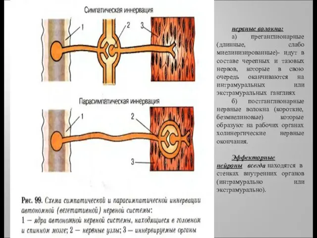 нервные волокна: а) преганглионарные (длинные, слабо миелинизированные)- идут в составе черепных и тазовых
