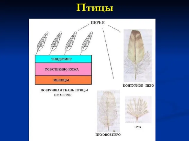 Птицы