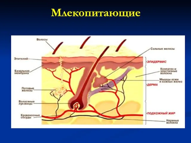 Млекопитающие