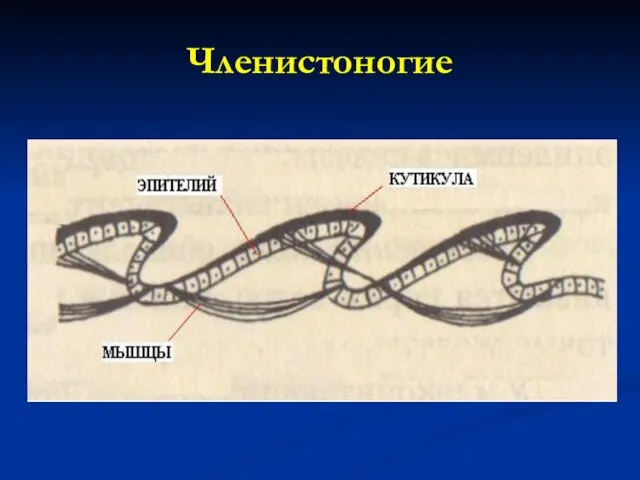 Членистоногие