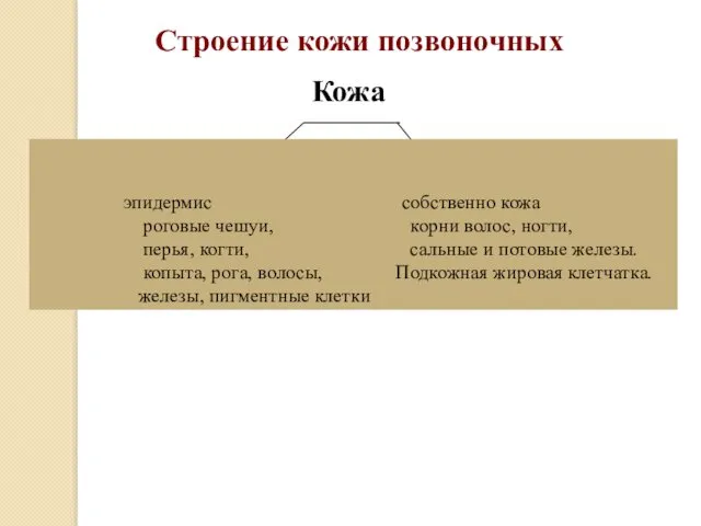 Кожа эпидермис собственно кожа роговые чешуи, корни волос, ногти, перья,