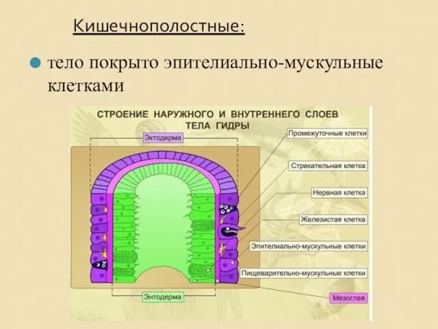 Кишечнополостные: тело покрыто эпителиально-мускульные клетками