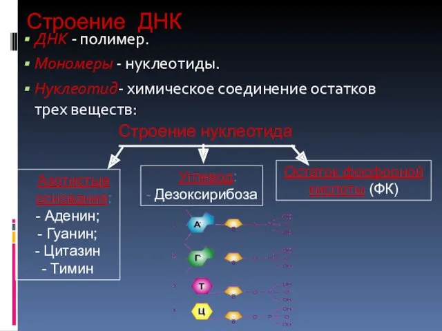 Строение ДНК ДНК - полимер. Мономеры - нуклеотиды. Нуклеотид- химическое