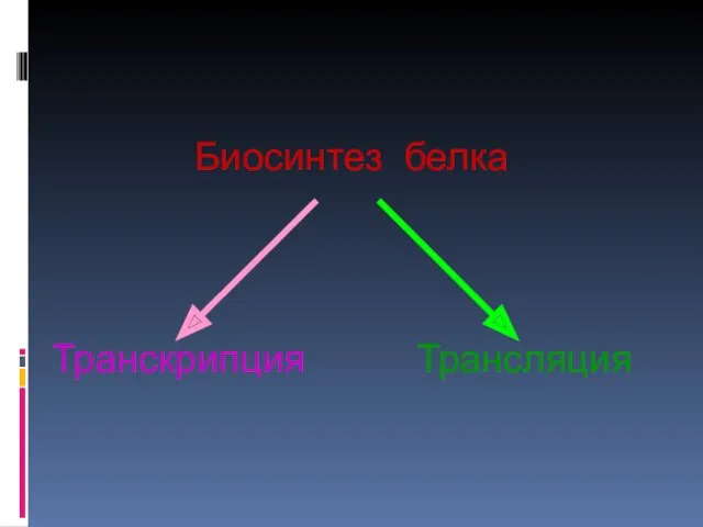 Биосинтез белка Транскрипция Трансляция