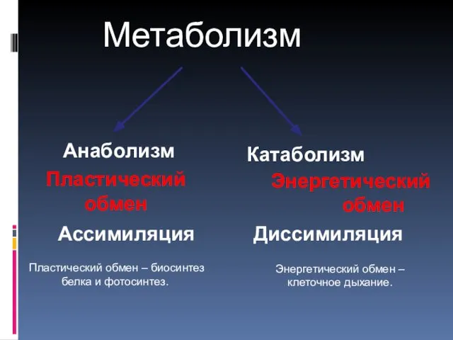 Метаболизм Пластический обмен Ассимиляция Анаболизм Энергетический обмен Диссимиляция Катаболизм Пластический