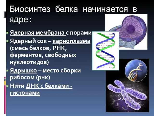 Биосинтез белка начинается в ядре: Ядерная мембрана с порами Ядерный